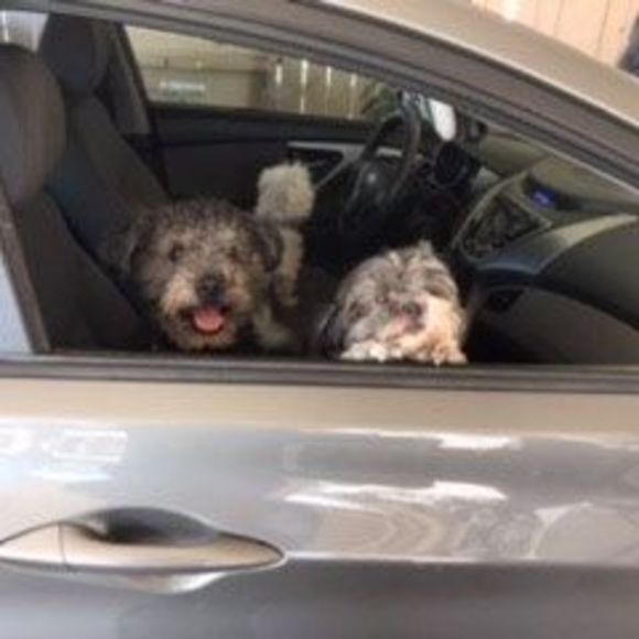 Meet your Posher, Lisa - Picture 1 of 1